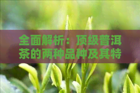 全面解析：顶级普洱茶的两种品种及其特点，助您轻松辨别与品鉴