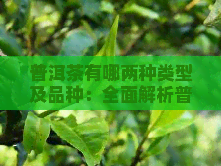 普洱茶有哪两种类型及品种：全面解析普洱茶的种类和香型