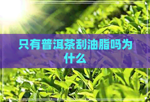 只有普洱茶刮油脂吗为什么