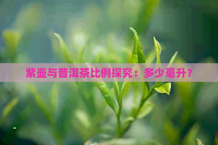 紫壶与普洱茶比例探究：多少毫升？