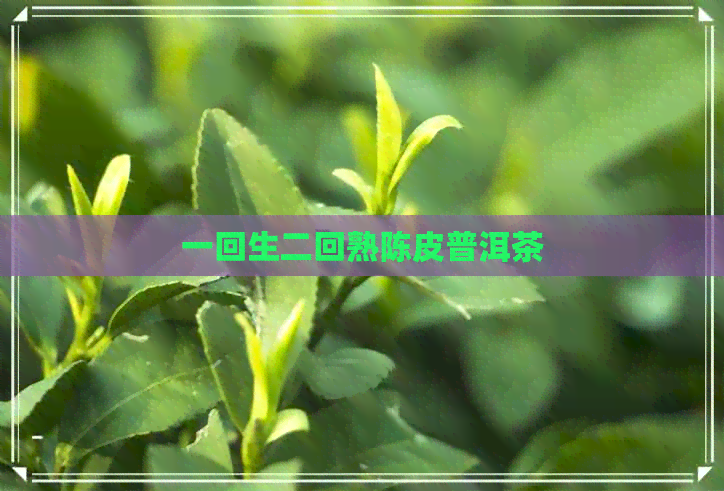 一回生二回熟陈皮普洱茶