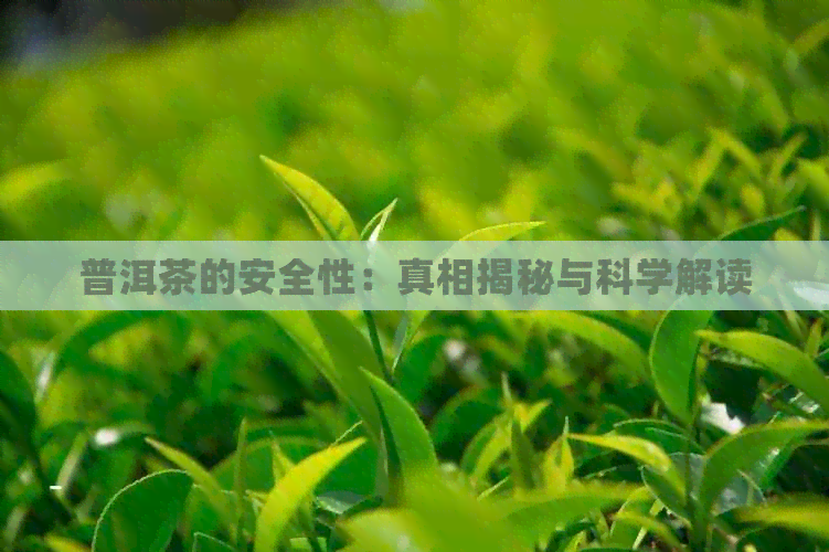 普洱茶的安全性：真相揭秘与科学解读