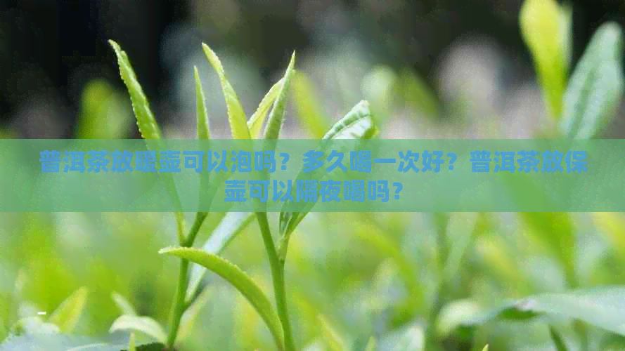 普洱茶放暖壶可以泡吗？多久喝一次好？普洱茶放保壶可以隔夜喝吗？