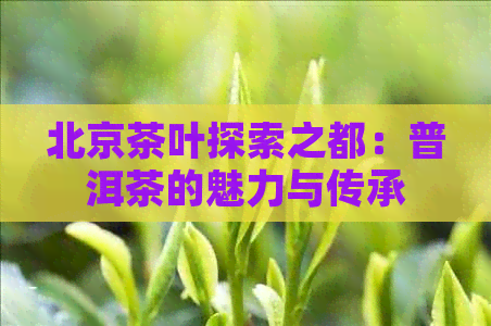 北京茶叶探索之都：普洱茶的魅力与传承