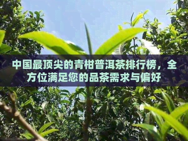 中国最顶尖的青柑普洱茶排行榜，全方位满足您的品茶需求与偏好