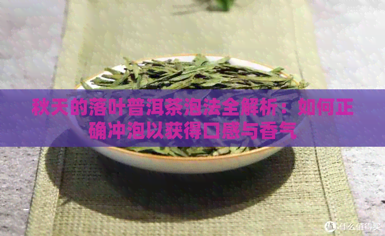 秋天的落叶普洱茶泡法全解析：如何正确冲泡以获得口感与香气