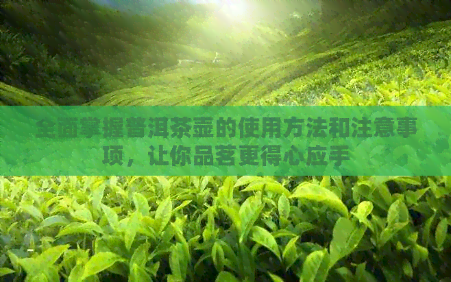 全面掌握普洱茶壶的使用方法和注意事项，让你品茗更得心应手