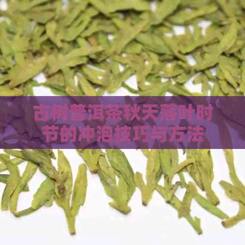 古树普洱茶秋天落叶时节的冲泡技巧与方法