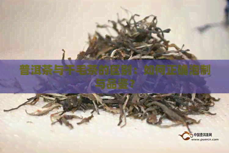 普洱茶与干毛茶的区别：如何正确泡制与品鉴？