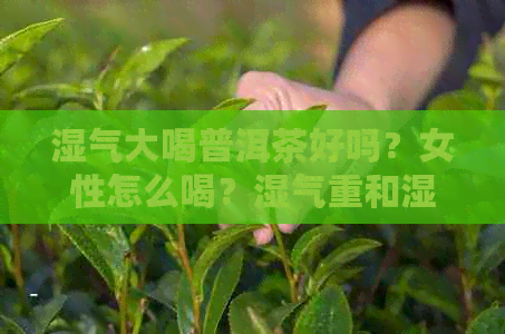 湿气大喝普洱茶好吗？女性怎么喝？湿气重和湿气重的人喝普洱茶好吗？