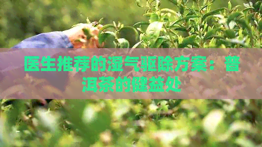 医生推荐的湿气驱除方案：普洱茶的健益处