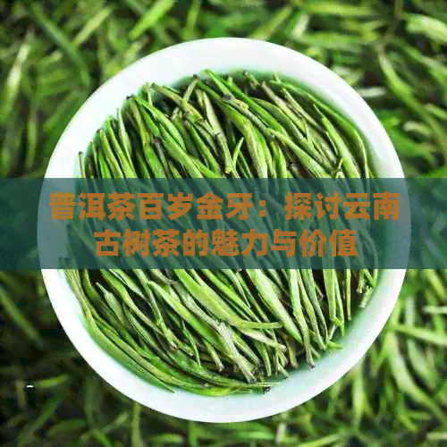 普洱茶百岁金牙：探讨云南古树茶的魅力与价值