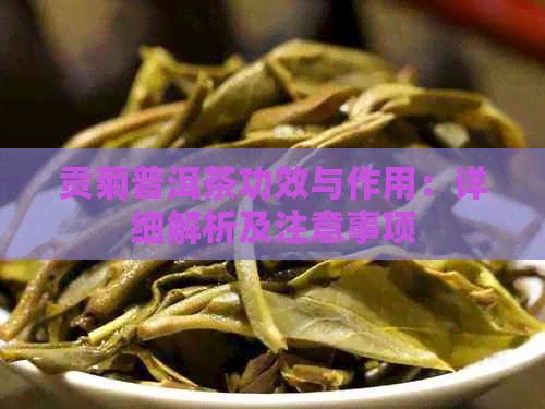 贡菊普洱茶功效与作用：详细解析及注意事项