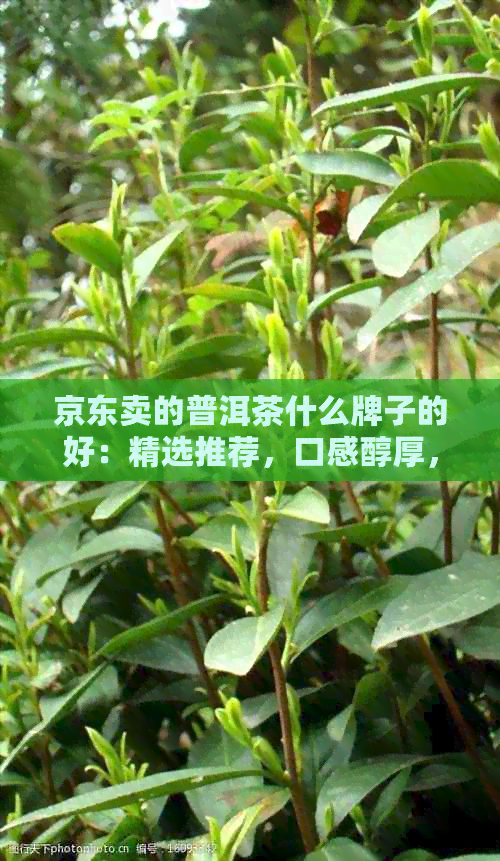 京东卖的普洱茶什么牌子的好：精选推荐，口感醇厚，品质越