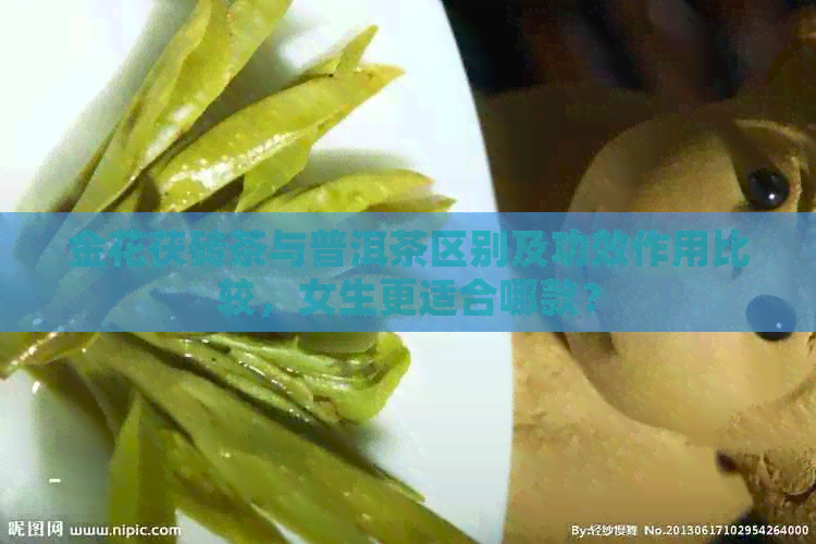 金花茯砖茶与普洱茶区别及功效作用比较，女生更适合哪款？