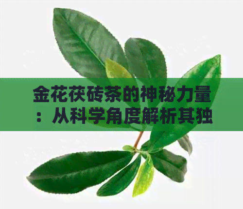 金花茯砖茶的神秘力量：从科学角度解析其独特的功效与作用