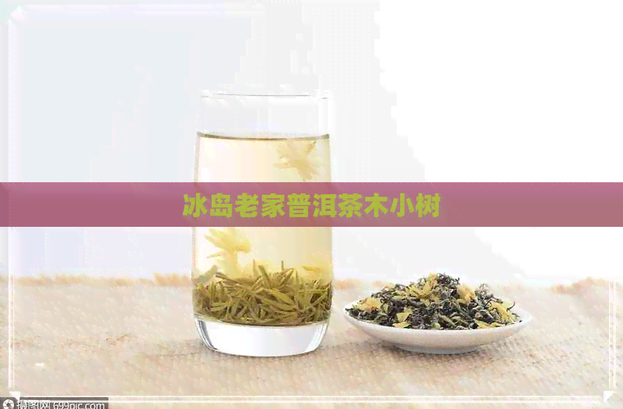 冰岛老家普洱茶木小树