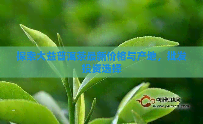 探索大益普洱茶最新价格与产地，批发投资选择