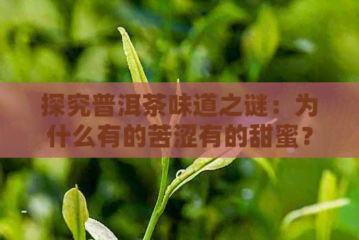 探究普洱茶味道之谜：为什么有的苦涩有的甜蜜？