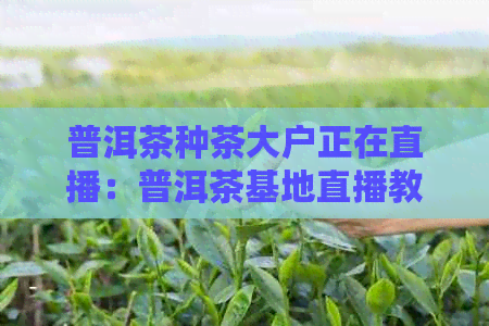 普洱茶种茶大户正在直播：普洱茶基地直播教学，品鉴宴不容错过！