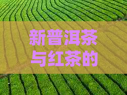 新普洱茶与红茶的口感对比，哪个更甜？