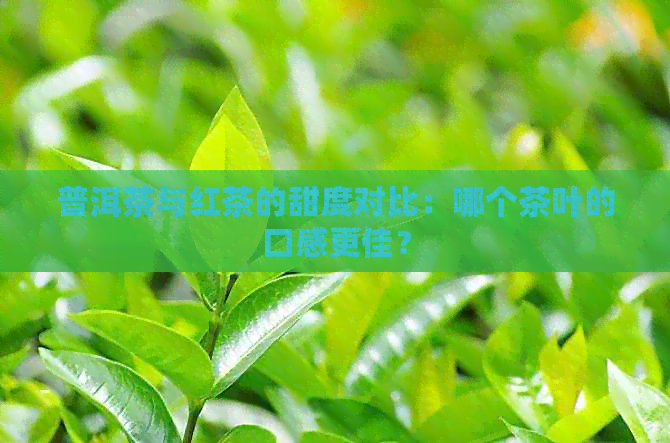 普洱茶与红茶的甜度对比：哪个茶叶的口感更佳？