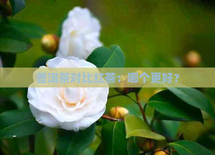 普洱茶对比红茶：哪个更好？