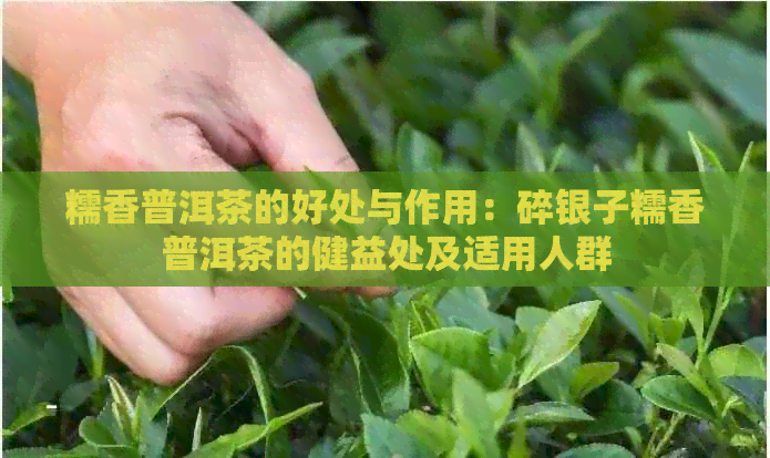 糯香普洱茶的好处与作用：碎银子糯香普洱茶的健益处及适用人群