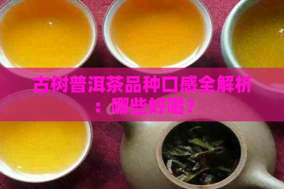 古树普洱茶品种口感全解析：哪些好喝？