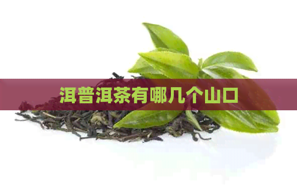 洱普洱茶有哪几个山口