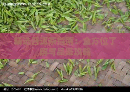 精选普洱茶指南：全方位了解与品鉴攻略