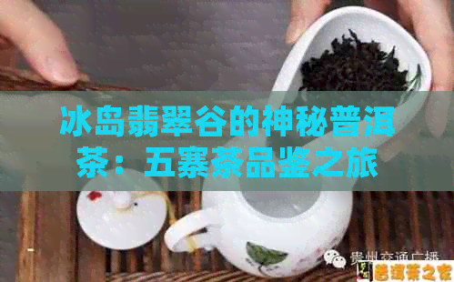 冰岛翡翠谷的神秘普洱茶：五寨茶品鉴之旅