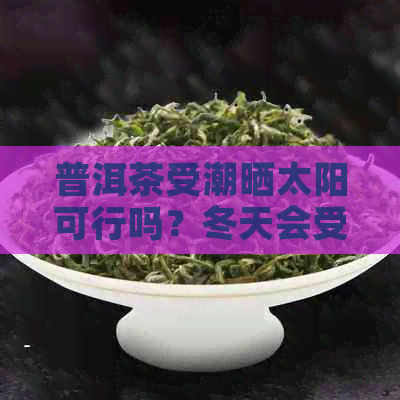 普洱茶受潮晒太阳可行吗？冬天会受影响吗？