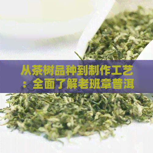 从茶树品种到制作工艺：全面了解老班章普洱茶生普的魅力与品鉴方法