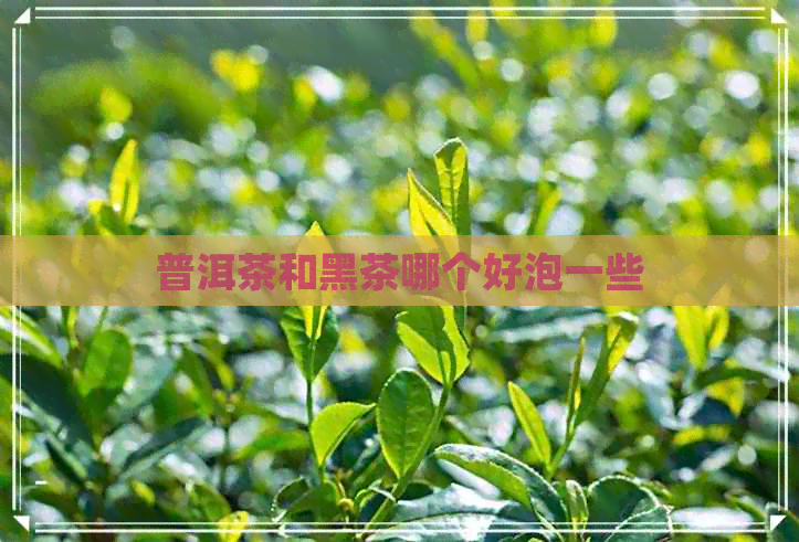 普洱茶和黑茶哪个好泡一些