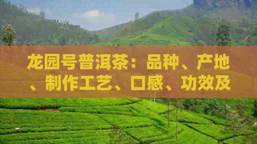 龙园号普洱茶：品种、产地、制作工艺、口感、功效及购买指南一应俱全