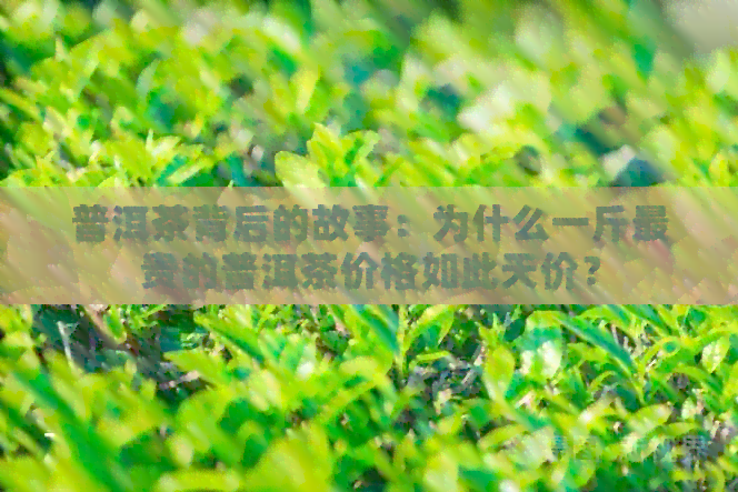 普洱茶背后的故事：为什么一斤最贵的普洱茶价格如此天价？