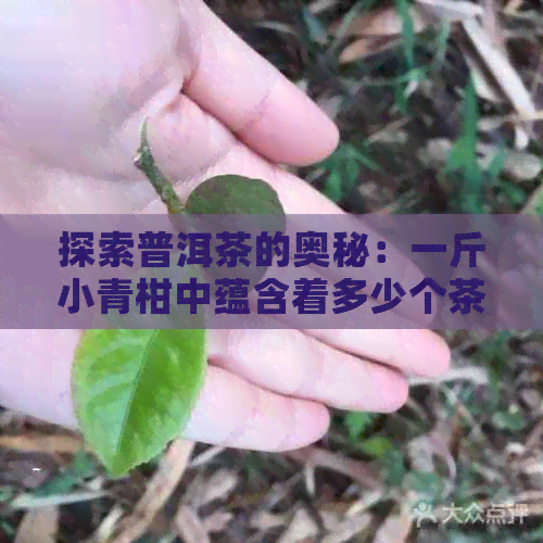 探索普洱茶的奥秘：一斤小青柑中蕴含着多少个茶叶粒子？