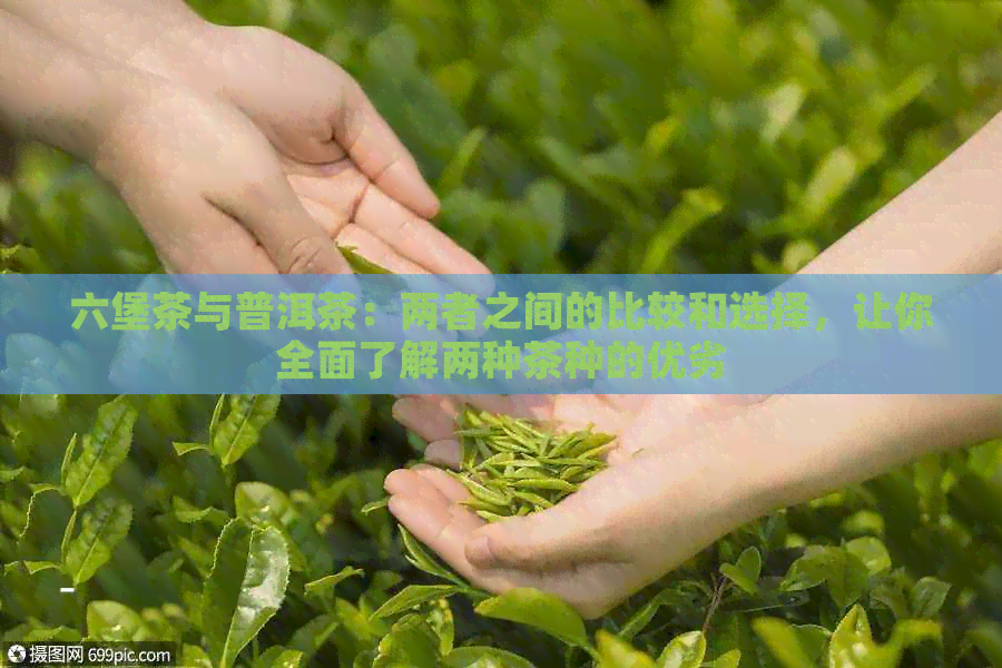 六堡茶与普洱茶：两者之间的比较和选择，让你全面了解两种茶种的优劣