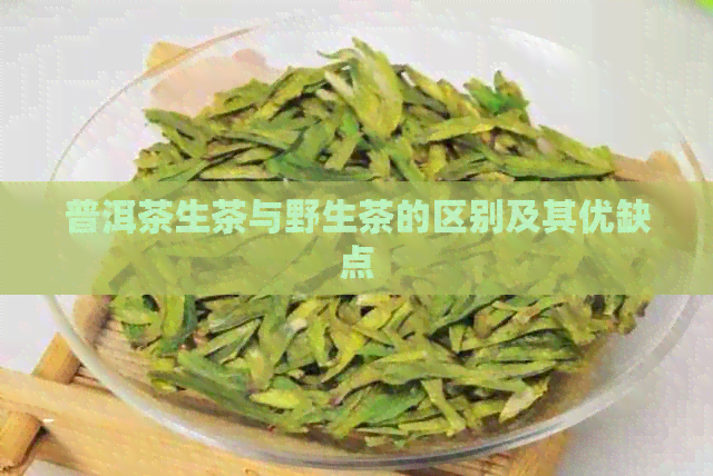 普洱茶生茶与野生茶的区别及其优缺点