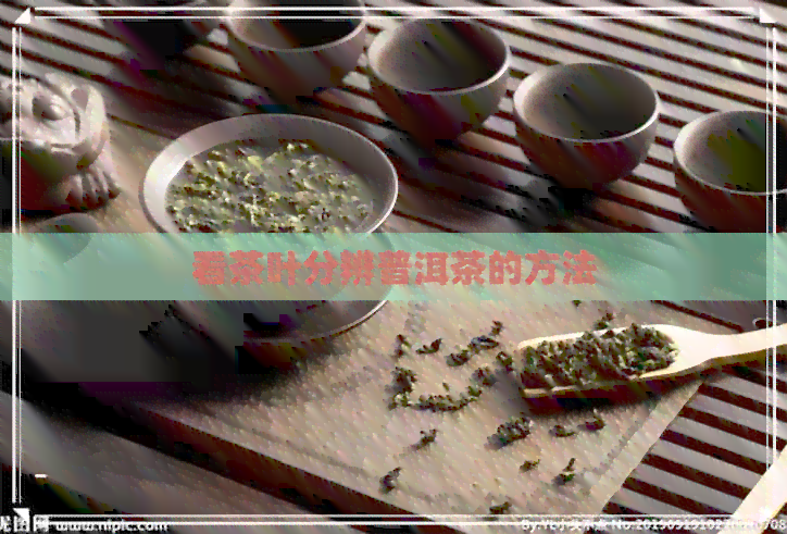 看茶叶分辨普洱茶的方法