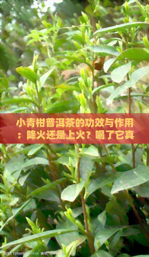 小青柑普洱茶的功效与作用：降火还是上火？喝了它真的败火吗？