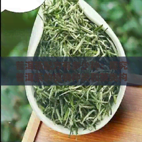 普洱茶配方有多少种：探究普洱茶的植物种类和茶类构成