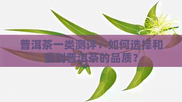 普洱茶一类测评：如何选择和鉴别普洱茶的品质？