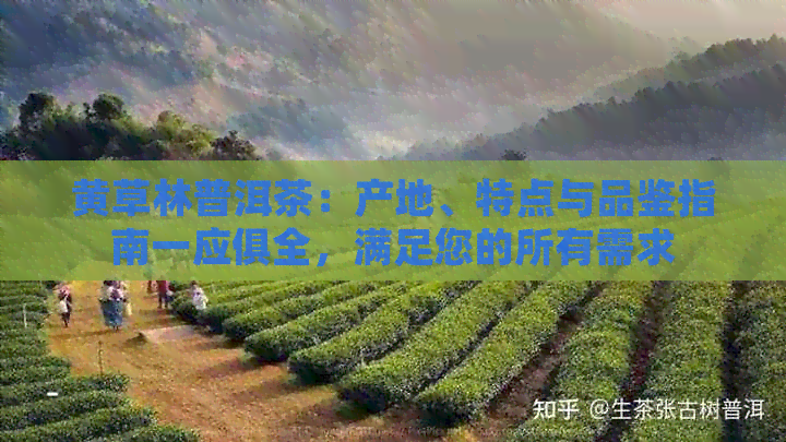 黄草林普洱茶：产地、特点与品鉴指南一应俱全，满足您的所有需求