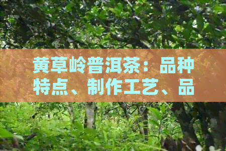 黄草岭普洱茶：品种特点、制作工艺、品饮方法及功效一文解析