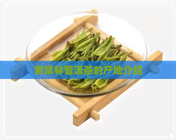 黄草林普洱茶的产地介绍