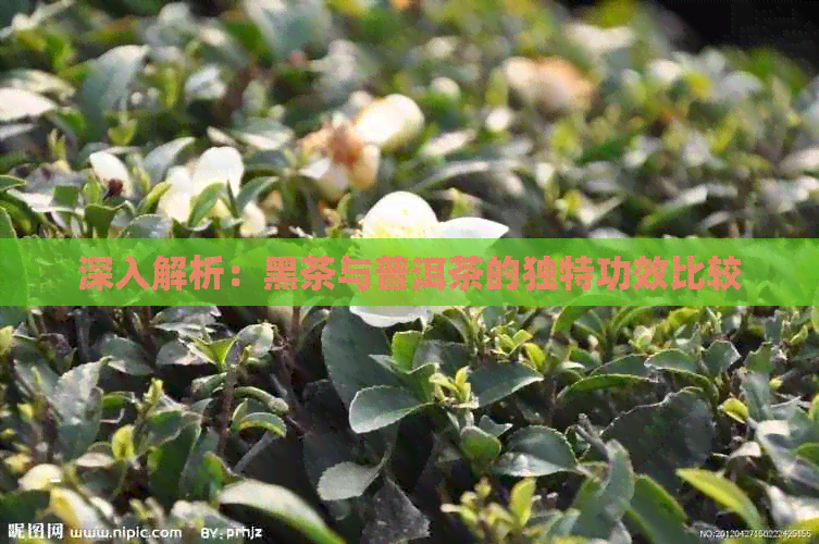 深入解析：黑茶与普洱茶的独特功效比较