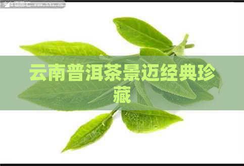 云南普洱茶景迈经典珍藏