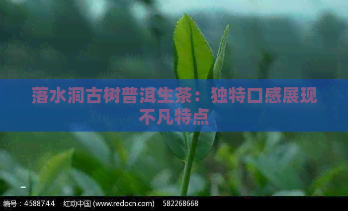 落水洞古树普洱生茶：独特口感展现不凡特点